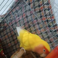 کوتوله برزیلی|پرنده|هوراند, |دیوار