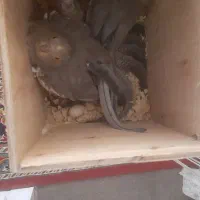 تخم عروس هلندی