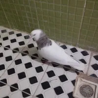 طوق هفت رنگ نرطوق ماده سیاه