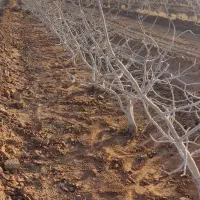 پیوندزنی پسته