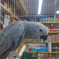 جوجه کاسکو|پرنده|تهران, کاشانک|دیوار