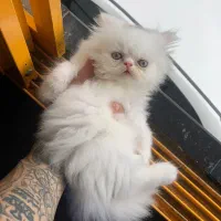 بچه گربه پرشین