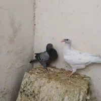 کبوتر سار سرور و پلاکی|پرنده|قوچان, |دیوار