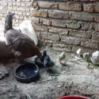 مرغ و خروس گلین