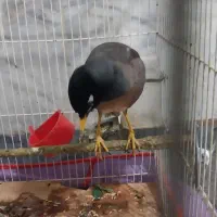 مرغ مینا|پرنده|سبزوار, شرق کال شمالی|دیوار