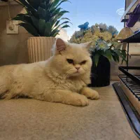 گربه پرشین|گربه|قائم‌شهر, |دیوار