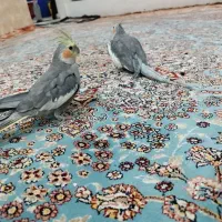 طوطی عروس سینامون سخن گو