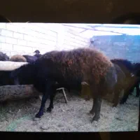 گوسفند|حیوانات مزرعه|بسطام, |دیوار