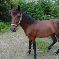 اسب کاری نر