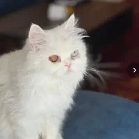 گربه پرشین چشم دورنگ|گربه|مشهد, جاهد شهر|دیوار