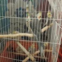 6عدد عروس هلندی