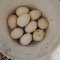 تخم مرغ لاری نطفه دار