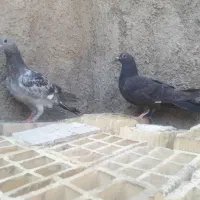 کبوتر|پرنده|کارون, |دیوار