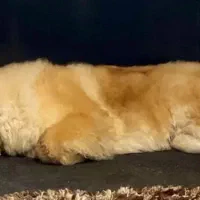 سگ چاو چاو نر هشت ماه‌و‌نیم|سگ|تهران, امین حضور|دیوار