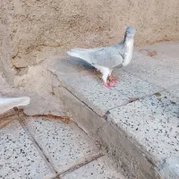 کفتر|پرنده|نیشابور, فیض آباد|دیوار