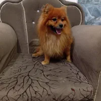 واگذاری سگ پامر یا پامرین نر|سگ|آکند, |دیوار