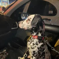 سگ دالمیشن نر