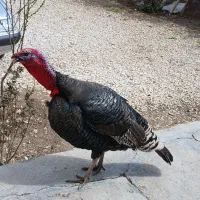 بوقلمون ارگانیک