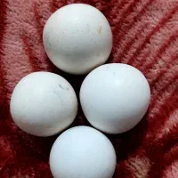 سنگ الماس اسیاب|جواهرات|شیراز, فرگاز|دیوار