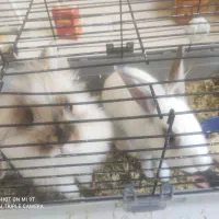 دو عدد خرگوش