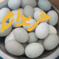 تخم مرغ محلی