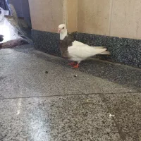 طوقی هفت رنگ|پرنده|تهران, ازگل|دیوار