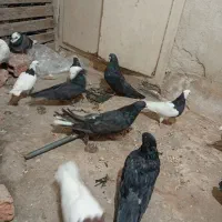 قرمز نشان و نوک قناری|پرنده|اردبیل, |دیوار
