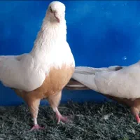 چتن زرد عطیقه