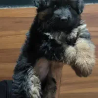 سگ ژرمن شپرد ماده مو بلند|سگ|تهران, توحید|دیوار