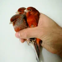 قناری جیبوس جیور سرخ پرسپولیس|پرنده|قم, لسانی|دیوار