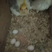 عروس هلندی جفت