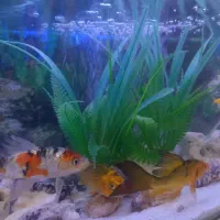 ماهی کوی|ماهی|مشهد, زمرد|دیوار