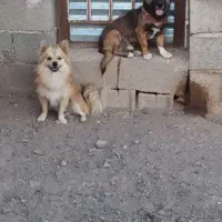 سگ پامر و اشپیتز