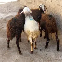 بره نر|حیوانات مزرعه|صائین قلعه, |دیوار