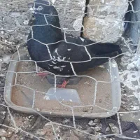 کبوتر نر پرشی