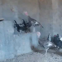 جفت بوقلمون ۵ ماهه طوسی