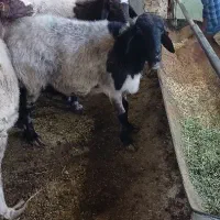 فروش بره|حیوانات مزرعه|قم, کلهری|دیوار