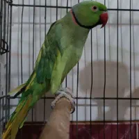 طوطی ملنگو|پرنده|بهبهان, |دیوار