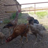 مرغ لاری. تخم مرغ لاری. خروس لاری|حیوانات مزرعه|تربت‌حیدریه, |دیوار