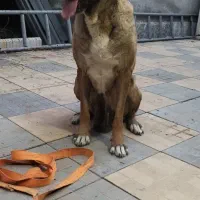 سگ سراب