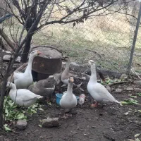 فروش چند عدد غاز گوشتی