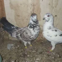 گلی سرورتهرانی پیچ بازی|پرنده|شیراز, کوشک میدان|دیوار