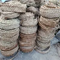 نوار حصیری (بل) پهن