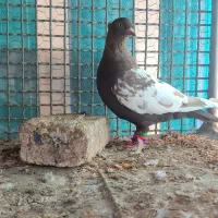 ماده سینه قهوه ای