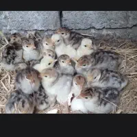 جوجه بقلمون5روزه برنزسینه پهن اصل