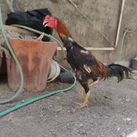 لاری اوشامو و رسمی