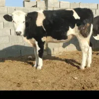 گاو گوساله نوبر تلیسه