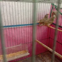 ۳تا فنج کینگ بالغ