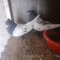 دم سیاه تهران|پرنده|قزوین, |دیوار