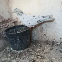 کفتر پرشی|پرنده|سبزوار, جهاد کشاورزی|دیوار